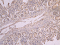 ERAL1 Recombinant Monoclonal Antibody – Figure 1 of 1