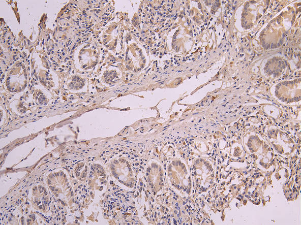ERAL1 Recombinant Monoclonal Antibody – Figure 1 of 1