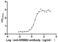 The Binding Activity of Human ERBB2 with Anti-ERBB2 Recombinant AntibodyActivity: Measured by its binding ability in a functional ELISA. Immobilized Human ERBB2 (CSB-MP007763HU) at 2 μg/mL can bind Anti-ERBB2 recombinant antibody, the EC<sub>50</sub> is 2.455-3.565 ng/mL.