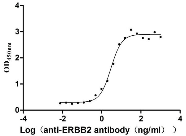 The Binding Activity of Human ERBB2 with Anti-ERBB2 Recombinant AntibodyActivity: Measured by its binding ability in a functional ELISA. Immobilized Human ERBB2 (CSB-MP007763HU) at 2 μg/mL can bind Anti-ERBB2 recombinant antibody, the EC<sub>50</sub> is 2.455-3.565 ng/mL.