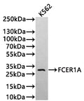 Western Blot
Positive WB detected in: K562 whole cell lysate(20µg) 
All lanes: FCER1A antibody at 1:1000
Secondary
Goat polyclonal to human IgG at 1/40000 dilution
Predicted band size: 30 kDa
Observed band size: 30 kDa
Exposure time：5min