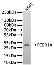 Western Blot
Positive WB detected in: K562 whole cell lysate(20µg) 
All lanes: FCER1A antibody at 1:1000
Secondary
Goat polyclonal to human IgG at 1/40000 dilution
Predicted band size: 30 kDa
Observed band size: 30 kDa
Exposure time：5min
