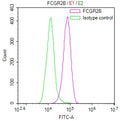 Overlay Peak curve showing Raji cells surface stained with CSB-RA008541MA1HU (red line) at 1:100. Then 10% normal goat serum to block non-specific protein-protein interactions followed by the antibody (1ug/1*10 6 cells) for 45min at 4℃. The secondary antibody used was Fluorescein (FITC) AffiniPure Goat Anti-Human IgG, Fcγ fragment specific at 1:200 dilution for 35min at 4℃.Control antibody (green line) was human IgG1 (1ug/1*10 6 cells) used under the same conditions.