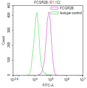 Overlay Peak curve showing Raji cells surface stained with CSB-RA008541MA1HU (red line) at 1:100. Then 10% normal goat serum to block non-specific protein-protein interactions followed by the antibody (1ug/1*10 6 cells) for 45min at 4℃. The secondary antibody used was Fluorescein (FITC) AffiniPure Goat Anti-Human IgG, Fcγ fragment specific at 1:200 dilution for 35min at 4℃.Control antibody (green line) was human IgG1 (1ug/1*10 6 cells) used under the same conditions.