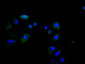 Immunofluorescence staining of Hela cell with CSB-RA008543MA1HU at 1:30, counter-stained with DAPI. The cells were fixed in 4% formaldehyde and blocked in 10% normal Goat Serum. The cells were then incubated with the antibody overnight at 4C. The secondary antibody was Alexa Fluor 488-congugated AffiniPure Goat Anti-Rabbit IgG(H+L) .