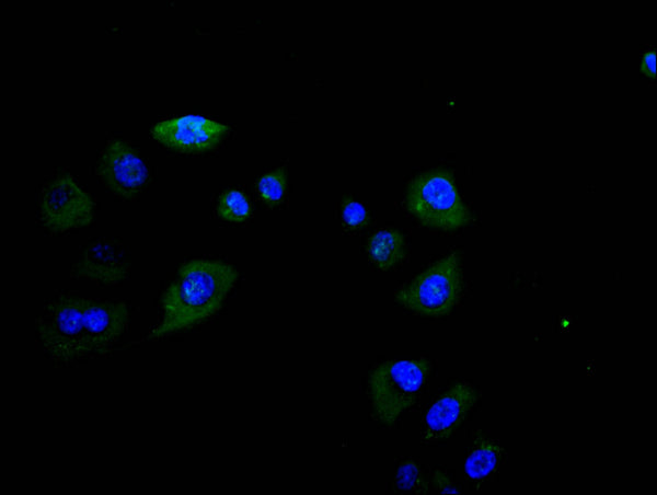 Immunofluorescence staining of Hela cell with CSB-RA008543MA1HU at 1:30, counter-stained with DAPI. The cells were fixed in 4% formaldehyde and blocked in 10% normal Goat Serum. The cells were then incubated with the antibody overnight at 4C. The secondary antibody was Alexa Fluor 488-congugated AffiniPure Goat Anti-Rabbit IgG(H+L) .