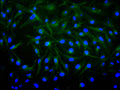 Immunofluorescence staining of U251 cell with CSB-RA008615MA1HU at 1:200, counter-stained with DAPI. The cells were fixed in 4% formaldehyde and blocked in 10% normal Goat Serum. The cells were then incubated with the antibody overnight at 4C. The secondary antibody was FITC-conjugated AffiniPure Goat Anti-Mouse IgG(H+L) .