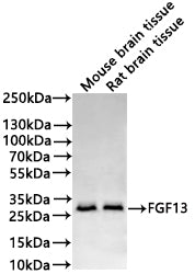 Western Blot
Positive WB detected in: Mouse Brain tissue lysate(30µg), Rat brain tissue lysate(30µg)
All lanes: FGF13 antibody at 1:1000
Secondary
Goat polyclonal to human IgG at 1/40000 dilution
Predicted band size: 28 kDa
Observed band size: 28 kDa
Exposure time: 2min