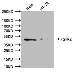 Western Blot
Positive WB detected in:hela whole cell lysate (20µg) , HT29 whole cell lysate (20µg) 
All lanes: FGFR2 antibody at 1:1000
Secondary
Goat polyclonal to human IgG at 1/40000 dilution
Predicted band size:92.03, 86.13, 76.70, 28.29, 40.61, 79 kDa
Observed band size:41 kDa
Exposure time:120s