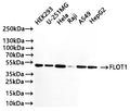 Western Blot
Positive WB detected in: HEK293 whole cell lysate(20µg) , U-251MG whole cell lysate(20µg) , HeLa whole cell lysate(20µg) , Raji whole cell lysate(20µg) , A549 whole cell lysate(20µg) , HepG2 whole cell lysate(20µg) 
All lanes: FLOT1 antibody at 1:1000
Secondary
Goat polyclonal to human IgG at 1/40000 dilution
Predicted band size: 47 kDa
Observed band size: 47 kDa
Exposure time：1min