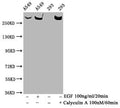 Phospho-MTOR (S2481) Antibody – Figure 1 of 2