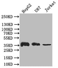 Western Blot
Positive WB detected in: HepG2 whole cell lysate,U87 whole cell lysate,JK whole cell lysate
All lanes: GAPDH antibody at 1:500
Secondary
Goat polyclonal to rabbit IgG at 1/50000 dilution
Predicted band size: 36 kDa
Observed band size: 36 kDa