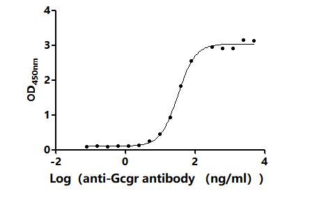 The Binding Activity of Rat Gcgr with Anti-Gcgr Recombinant AntibodyActivity: Measured by its binding ability in a functional ELISA. Immobilized Rat Gcgr (CSB-MP009316RA1) at 2 μg/mL can bind Anti-Gcgr recombinant antibody. The EC<sub>50</sub> is 29.63-35.34 ng/mL.