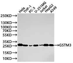 Western Blot
Positive WB detected in: HeLa whole cell lysate(20µg) , THP-1 whole cell lysate(20µg) , PC-3 whole cell lysate(20µg) , U-251MG whole cell lysate(20µg) , Jurkat whole cell lysate(20µg) , HepG2 whole cell lysate(20µg) , A549 whole cell lysate(20µg) 
All lanes: GSTM3 antibody at 1:1000
Secondary
Goat polyclonal to rabbit IgG at 1/40000 dilution
Predicted band size: 27 kDa
Observed band size: 27 kDa
Exposure time：2min