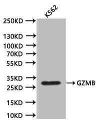 Western Blot
Positive WB detected in:K562 whole cell lysate (20µg) 
All lanes: GZMB antibody at 1:1000
Secondary
Goat polyclonal to mouse IgG at 1/50000 dilution
Predicted band size:27.7 kDa
Observed band size:28 kDa
Exposure time:300s