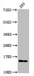 Western Blot
Positive WB detected in:293 whole cell lysate
All lanes:Phospho-Histone H2AX (S139) antibody at 0.23μg/ml
Secondary
Goat polyclonal to rabbit IgG at 1/50000 dilution
Predicted band size: 15 KDa
Observed band size: 15 KDa