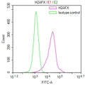 Overlay Peak curve showing HepG2 cells stained with CSB-RA010097MA1HU (red line) at 1:100. The cells were fixed in 4% formaldehyde and permeated by 0.2% TritonX-100 for 10min. Then 10% normal goat serum to block non-specific protein-protein interactions followed by the antibody (1ug/1*10 6 cells) for 45min at 4℃.