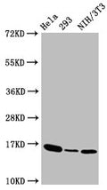 Western Blot
Positive WB detected in:Hela whole cell lysate,293 whole cell lysate,NIH/3T3 whole cell lysate
All lanes:Phospho-Histone H3 (T3) antibody at 1.41μg/ml
Secondary
Goat polyclonal to rabbit IgG at 1/50000 dilution
Predicted band size: 16 KDa
Observed band size: 16 KDa