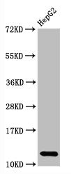 Western Blot
Positive WB detected in HepG2 whole cell lysate
All lanes Histone H2A type 1-B/E antibody at 2.7μg/ml
Secondary
Goat polyclonal to rabbit IgG at 1/50000 dilution
Predicted band size: 13 KDa
Observed band size: 13 KDa