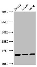 Western BlotPositive WB detected in: Mouse brain tissue, Rat liver tissue, Rat lung tissueAll lanes: Histone H2B type 1-K antibody at 0.16μg/mlSecondaryGoat polyclonal to rabbit IgG at 1/50000 dilutionPredicted band size: 14 KDaObserved band size: 14 KDa