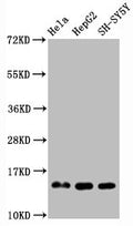 Western Blot
Positive WB detected in Hela whole cell lysate, HepG2 whole cell lysate, SH-SY5Y whole cell lysate
All lanes Mono-methyl-Histone H3.1(R2) antibody at 0.95μg/ml
Secondary
Goat polyclonal to rabbit IgG at 1/50000 dilution
Predicted band size: 15 KDa
Observed band size: 15 KDa