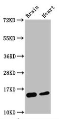 Western Blot
Positive WB detected in Mouse brain tissue,Mouse heart tissue
All lanes Di-methyl-Histone H3.1(K4) antibody at 0.55μg/ml
Secondary
Goat polyclonal to rabbit IgG at 1/50000 dilution
Predicted band size: 15 KDa
Observed band size: 15 KDa
