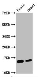 Western Blot
Positive WB detected in Mouse brain tissue,Mouse heart tissue
All lanes Di-methyl-Histone H3.1(K4) antibody at 0.55μg/ml
Secondary
Goat polyclonal to rabbit IgG at 1/50000 dilution
Predicted band size: 15 KDa
Observed band size: 15 KDa