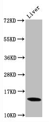 Western Blot
Positive WB detected in Mouse liver tissue
All lanes Di-methyl-Histone H3.1(K9) antibody at 0.9μg/ml
Secondary
Goat polyclonal to rabbit IgG at 1/50000 dilution
Predicted band size: 15 KDa
Observed band size: 15 KDa