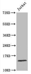 Western Blot
Positive WB detected in Jurkat whole cell lysate
All lanes Histone H3.1 antibody at 1.5μg/ml
Secondary
Goat polyclonal to rabbit IgG at 1/50000 dilution
Predicted band size: 15 KDa
Observed band size: 15 KDa