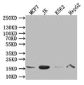 Western Blot
Positive WB detected in: MCF7 whole cell lysate,JK whole cell lysate,K562 whole cell lysate,HepG2 whole cell lysate
All lanes: HIST1H3A antibody at 1:1000
Secondary
Goat polyclonal to mouse IgG at 1/50000 dilution
Predicted band size: 16 kDa
Observed band size: 16 kDa