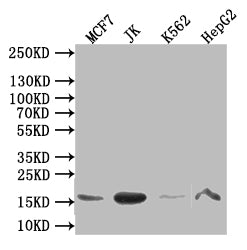 Western Blot
Positive WB detected in: MCF7 whole cell lysate,JK whole cell lysate,K562 whole cell lysate,HepG2 whole cell lysate
All lanes: HIST1H3A antibody at 1:1000
Secondary
Goat polyclonal to mouse IgG at 1/50000 dilution
Predicted band size: 16 kDa
Observed band size: 16 kDa