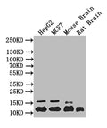 Western Blot
Positive WB detected in:HepG2 whole cell lysate, MCF7 whole cell lysate, Mouse Brain tissue lysate, Rat Brain tissue lysate
All lanes: HIST1H4A antibody at 1:1000
Secondary
Goat polyclonal to mouse IgG at 1/50000 dilution
Predicted band size: 12 kDa
Observed band size: 12 kDa