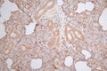 IHC image of CSB-RA010553MA1HU diluted at 1:100 and staining in paraffin-embedded human salivary gland tissue performed on a Leica BondTM system. After dewaxing and hydration,  antigen retrieval was mediated by high pressure in a citrate buffer (pH 6.0) . Section was blocked with 10% normal goat serum 30min at RT. Then primary antibody (1% BSA) was incubated at 4°C overnight. The primary is detected by a Goat anti-Mouse IgG labeled by HRP and visualized using 0.05% DAB.