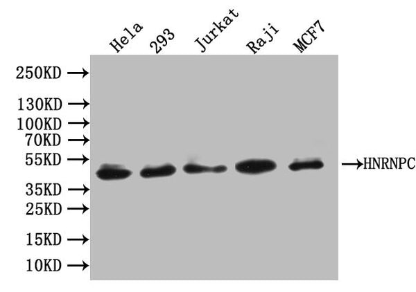 Western Blot
Positive WB detected in: Hela whole cell lysate, 293 whole cell lysate, JK whole cell lysate, Raji whole cell lysate, MCF7 whole cell lysate
All lanes: HNRNPC antibody at 1:1000
Secondary
Goat polyclonal to rabbit IgG at 1/50000 dilution
Predicted band size: 34 kDa
Observed band size: 42 kDa