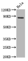 Phospho-HSF1 (S326) Antibody – Figure 1 of 2