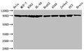 HSP90AA1/HSP90AB1 Antibody – Figure 1 of 3