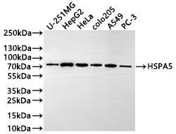 Western Blot
Positive WB detected in: U-251MG whole cell lysate(20µg) , HepG2 whole cell lysate(20µg) , Hela whole cell lysate(20µg) , colo205 whole cell lysate(20µg) , A549 whole cell lysate(20µg) , PC-3 whole cell lysate(20µg) 
All lanes: HSPA5 antibody at 1:1000
Secondary
Goat polyclonal to human IgG at 1/40000 dilution
Predicted band size: 72 kDa
Observed band size: 72 kDa
Exposure time: 2min