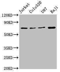 HSPA8 Antibody – Figure 1 of 1
