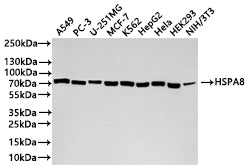 Western Blot
Positive WB detected in: A549 whole cell lysate(20µg) , PC-3 whole cell lysate(20µg) , U-251MG whole cell lysate(20µg) , MCF-7 whole cell lysate(20µg) , K562 whole cell lysate(20µg) , HepG2 whole cell lysate(20µg) , HeLa whole cell lysate(20µg) , HEK293 whole cell lysate(20µg) , NIH/3T3 whole cell lysate(20µg) 
All lanes: HSPA8 antibody at 1:1000
Secondary
Goat polyclonal to rabbit IgG at 1/40000 dilution
Predicted band size: 71 kDa
Observed band size: 71 kDa
Exposure time：10s