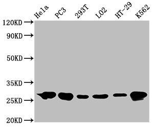 Western Blot
Positive WB detected in: Hela whole cell lysate, PC3 whole cell lysate, 293T whole cell lysate, LO2 whole cell lysate, HT-29 whole cell lysate, K562 whole cell lysate
All lanes: Hsp27 antibody at 0.62μg/ml
Secondary
Goat polyclonal to rabbit IgG at 1/50000 dilution
Predicted band size: 23 KDa
Observed band size: 27 KDa