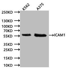 Western Blot
Positive WB detected in:K562 whole cell lysate (20µg) , A375 whole cell lysate (20µg) 
All lanes: ICAM1 antibody at 1:1000
Secondary
Goat polyclonal to human IgG at 1/40000 dilution
Predicted band size:57.83 kDa
Observed band size:58 kDa
Exposure time:120s