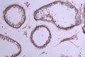 IHC image of CSB-RA011580MA1HU diluted at 1:300 and staining in paraffin-embedded human testis tissue performed on a Leica BondTM system. After dewaxing and hydration, antigen retrieval was mediated by high pressure in a citrate buffer (pH 6.0) . Section was blocked with 10% normal goat serum 30min at RT. Then primary antibody (1% BSA) was incubated at 4°C overnight. The primary is detected by a Goat anti-Human IgG labeled by HRP and visualized using 0.05% DAB.