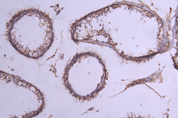 IHC image of CSB-RA011580MA1HU diluted at 1:300 and staining in paraffin-embedded human testis tissue performed on a Leica BondTM system. After dewaxing and hydration, antigen retrieval was mediated by high pressure in a citrate buffer (pH 6.0) . Section was blocked with 10% normal goat serum 30min at RT. Then primary antibody (1% BSA) was incubated at 4°C overnight. The primary is detected by a Goat anti-Human IgG labeled by HRP and visualized using 0.05% DAB.