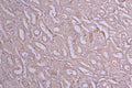 IHC image of CSB-RA011614MA1HU diluted at 1:100 and staining in paraffin-embedded human kidney tissue performed on a Leica BondTM system. After dewaxing and hydration, antigen retrieval was mediated by high pressure in a citrate buffer (pH 6.0) . Section was blocked with 10% normal goat serum 30min at RT. Then primary antibody (1% BSA) was incubated at 4°C overnight. The primary is detected by a Goat anti-Human IgG labeled by HRP and visualized using 0.05% DAB.