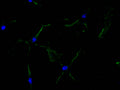Immunofluorescence staining of NIH/3T3 cell with CSB-RA011877MA1HU at 1:100,  counter-stained with DAPI. The cells were fixed in 4% formaldehyde and blocked in 10% normal Goat Serum. The cells were then incubated with the antibody overnight at 4C. The secondary antibody was FITC-conjugated AffiniPure Goat Anti-Mouse IgG(H+L) .