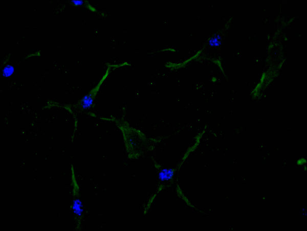 Immunofluorescence staining of NIH/3T3 cell with CSB-RA011877MA1HU at 1:100,  counter-stained with DAPI. The cells were fixed in 4% formaldehyde and blocked in 10% normal Goat Serum. The cells were then incubated with the antibody overnight at 4C. The secondary antibody was FITC-conjugated AffiniPure Goat Anti-Mouse IgG(H+L) .