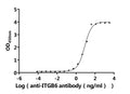 The Binding Activity of Human ITGAV&ITGB6 with Anti-ITGB6 Recombinant AntibodyActivity: Measured by its binding ability in a functional ELISA. Immobilized Human ITGAV&ITGB6 (CSB-MP6145HU) at 2 μg/mL can bind Anti-ITGB6 recombinant antibody. The EC<sub>50</sub> is 7.021-9.054 ng/mL.