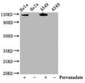 Phospho-JAK2 (Y1007 + Y1008) Antibody – Figure 1 of 4