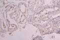 KIT Recombinant Monoclonal Antibody – Figure 1 of 2