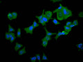 Immunofluorescence staining of MCF-7 cell with CSB-RA012519MA1HU at 1:30 ,counter-stained with DAPI. The cells were fixed in 4% formaldehyde, permeabilized using 0.2% Triton X-100 and blocked in 10% normal Goat Serum. The cells were then incubated with the antibody overnight at 4°C. The secondary antibody was Alexa Fluor 488-congugated AffiniPure Goat Anti-Human IgG(H+L) .